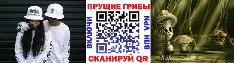 Псилоцибиновые грибы Psilocybe  Западная Двина 